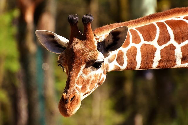 Spend the Day With the Animals at the Lincoln Park Zoo 