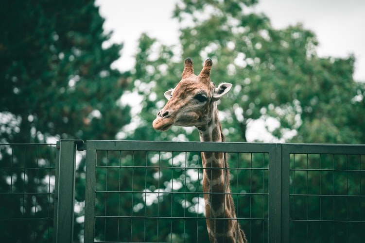 Visit the Lincoln Park Zoo This Summer