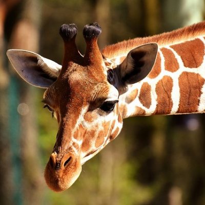 Spend the Day With the Animals at the Lincoln Park Zoo 