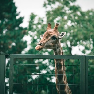 Visit the Lincoln Park Zoo This Summer