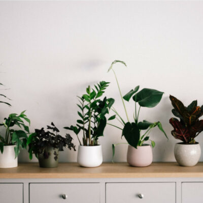 Caring for Indoor Plants is So Gratifying!