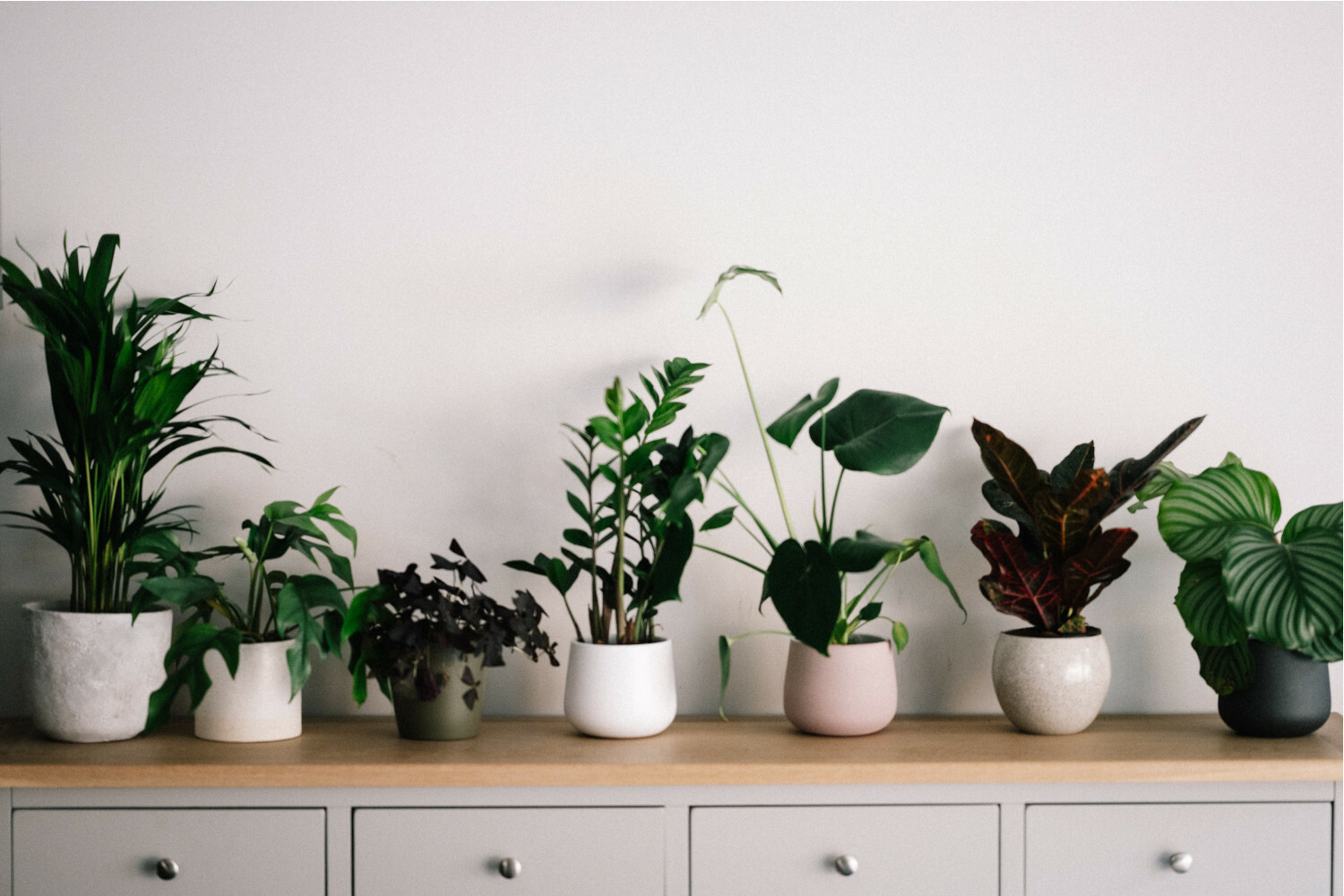 Caring for Indoor Plants is So Gratifying!